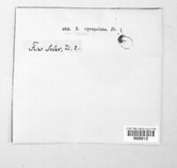 Endoxyla operculata image